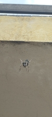 Eriophora edax