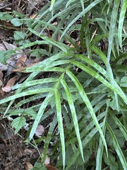 Pteris cretica