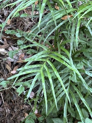 Pteris cretica
