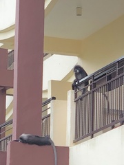 Trachypithecus obscurus