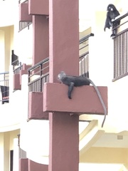 Trachypithecus obscurus