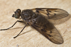 Dasyomma maculipenne