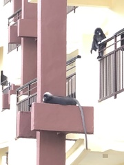 Trachypithecus obscurus
