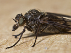 Dasyomma maculipenne
