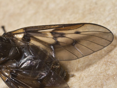 Dasyomma maculipenne