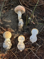 Amanita muscaria flavivolvata
