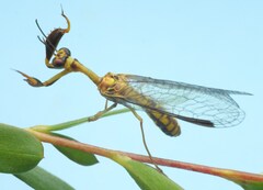 Mantispinae
