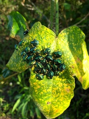 Pachycoris
