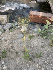 Poa nemoralis