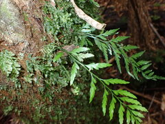 Asplenium appendiculatum appendiculatum