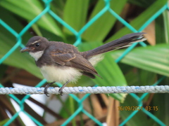Rhipidura javanica