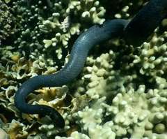 Emydocephalus annulatus