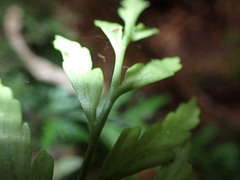 Asplenium appendiculatum appendiculatum