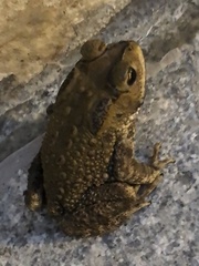 Duttaphrynus melanostictus