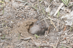 Thomomys talpoides