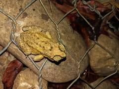 Duttaphrynus melanostictus