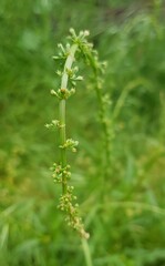 Rumex brownii