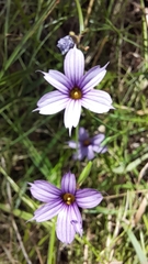 Sisyrinchium platense