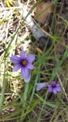 Sisyrinchium platense