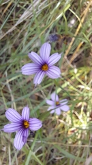 Sisyrinchium platense