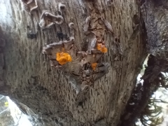 Dacrymyces chrysospermus