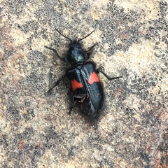 Astylus aulicus