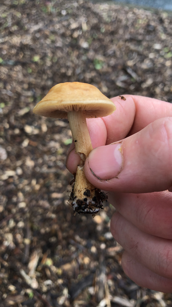 Mulch Fieldcap from Hamilton on November 21, 2022 at 0308 PM by