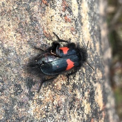 Astylus aulicus