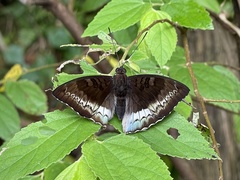 Euthalia monina
