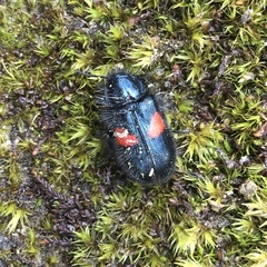 Astylus aulicus
