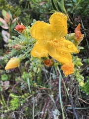 Hypericum goyanesii
