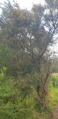 Callistemon