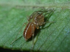 Cornifalx