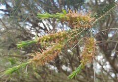 Callistemon