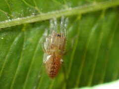Cornifalx