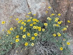 Encelia actoni