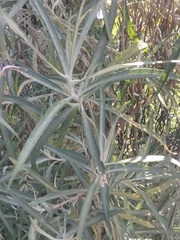 Senecio cinerarioides