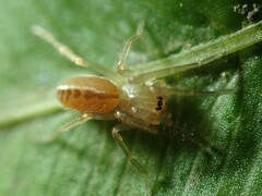 Cornifalx