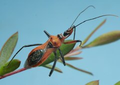 Gminatus australis