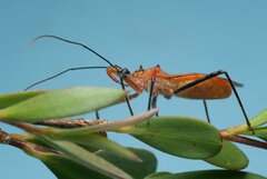 Gminatus australis
