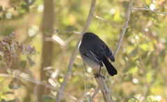Polioptila melanura