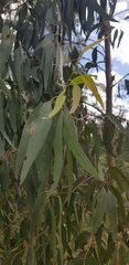 Eucalyptus ovata