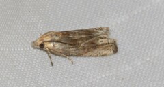 Eucosma
