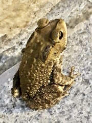 Duttaphrynus melanostictus
