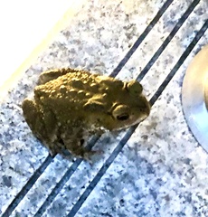 Duttaphrynus melanostictus