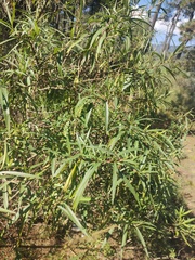 Barkleyanthus salicifolius