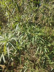 Barkleyanthus salicifolius