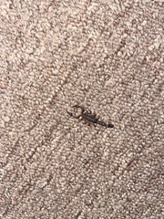 Vaejovis carolinianus