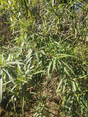Barkleyanthus salicifolius