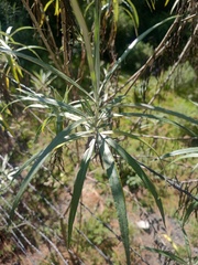 Senecio cinerarioides